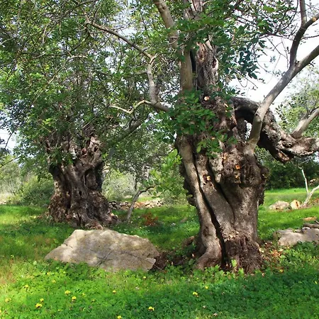 Masbelvedere *